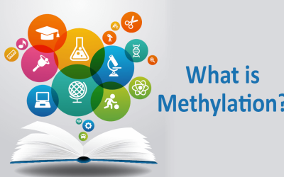 What is Methylation?