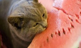 娱乐吃瓜猫嘎嘎,揭秘娱乐圈幕后趣闻