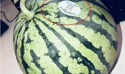 西和网红吃瓜,揭秘网络红人的幕后故事