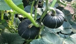 网红吃的小瓜怎么做的