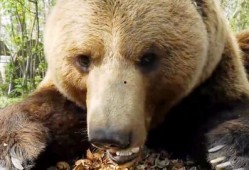 俄罗斯棕熊爆料视频大全,揭秘野生王国里的真实生活