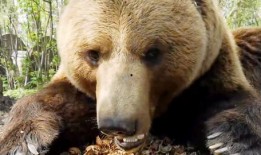 俄罗斯棕熊爆料视频大全,揭秘野生王国里的真实生活