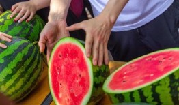 免费吃瓜连接学校,校园里的甜蜜诱惑与知识盛宴