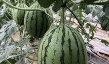 西和网红吃瓜,揭秘网络红人的幕后故事