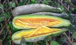 康乐网红吃瓜,揭秘网红们的幕后故事