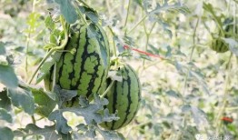 康乐网红吃瓜,揭秘网红们的幕后故事