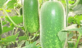 吃瓜vx免费,带你领略网络娱乐新潮流