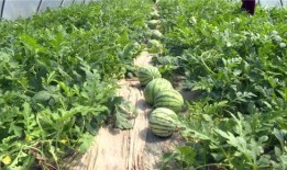 武汉爆料最新吃瓜视频