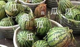 娱乐吃瓜菌火,揭秘娱乐圈幕后风云