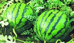 泰国西瓜最新爆料新闻,揭秘神秘事件背后的真相