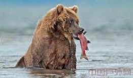 俄罗斯棕熊爆料视频大全,揭秘野生王国里的真实生活