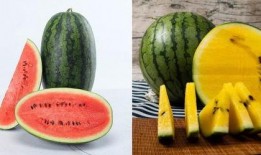 吃瓜vx免费,带你领略网络娱乐新潮流