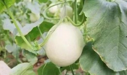 无锡网红吃瓜事件,揭秘网络舆论的风暴与真相