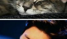 娱乐吃瓜猫嘎嘎,揭秘娱乐圈幕后趣闻